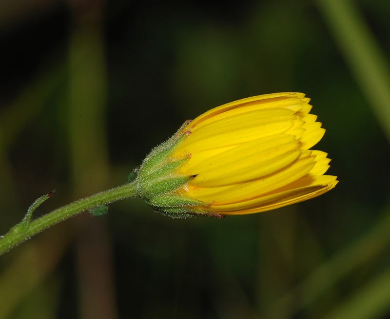 Hawkweed photo 5