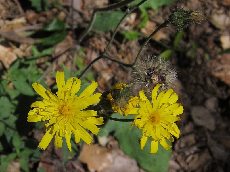 Hawkweed photo 6