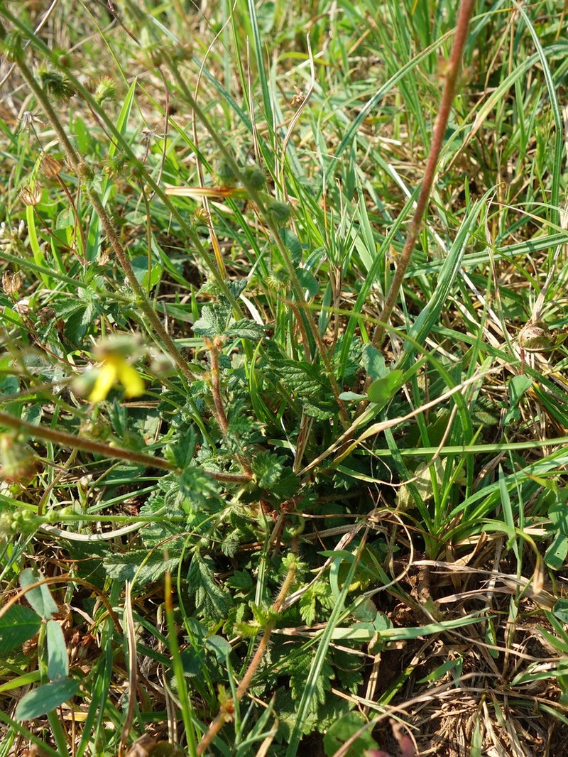 Hieracium abruptorum