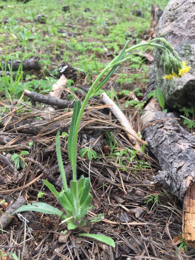 Rusby's Hawkweed