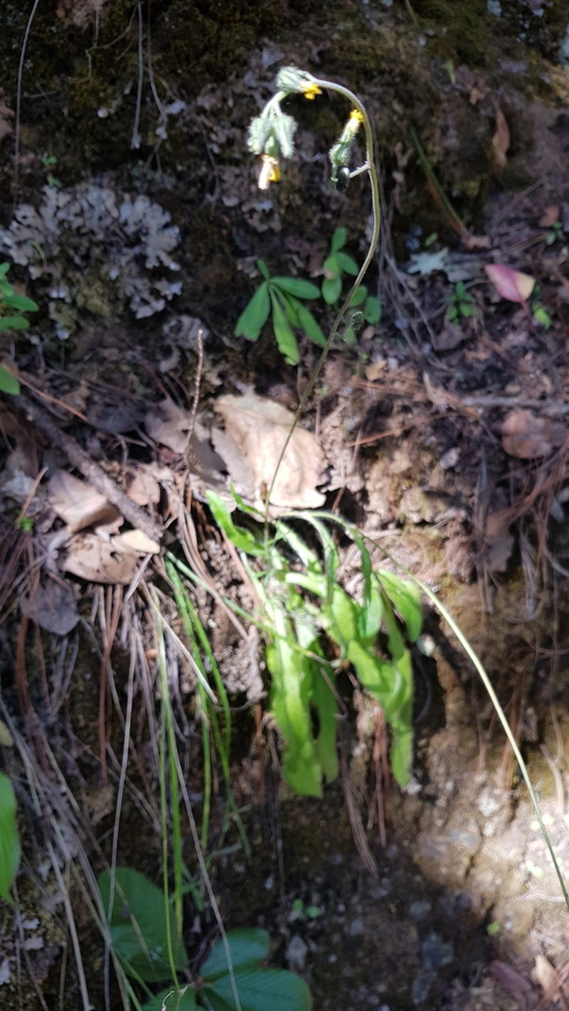 Rusby's Hawkweed photo 2