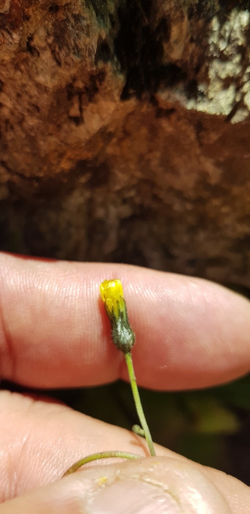 Rusby's Hawkweed photo 3