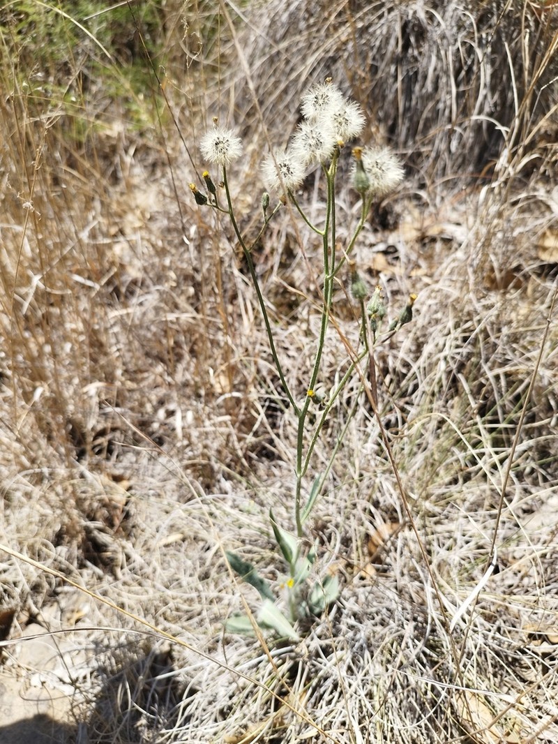 Rusby's Hawkweed photo 4