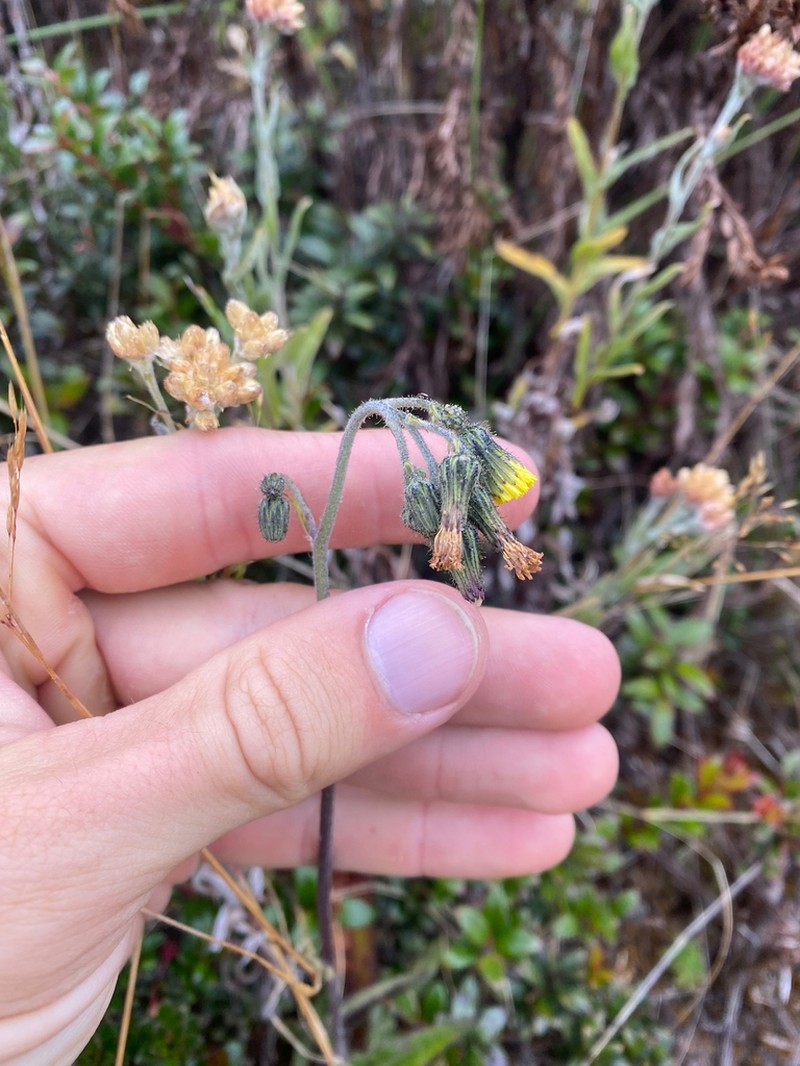 Rusby's Hawkweed photo 5