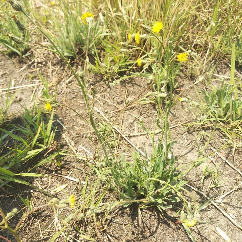 Rusby's Hawkweed photo 6
