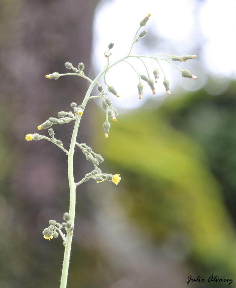 Rusby's Hawkweed photo 7