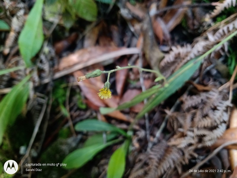 Rusby's Hawkweed photo 8