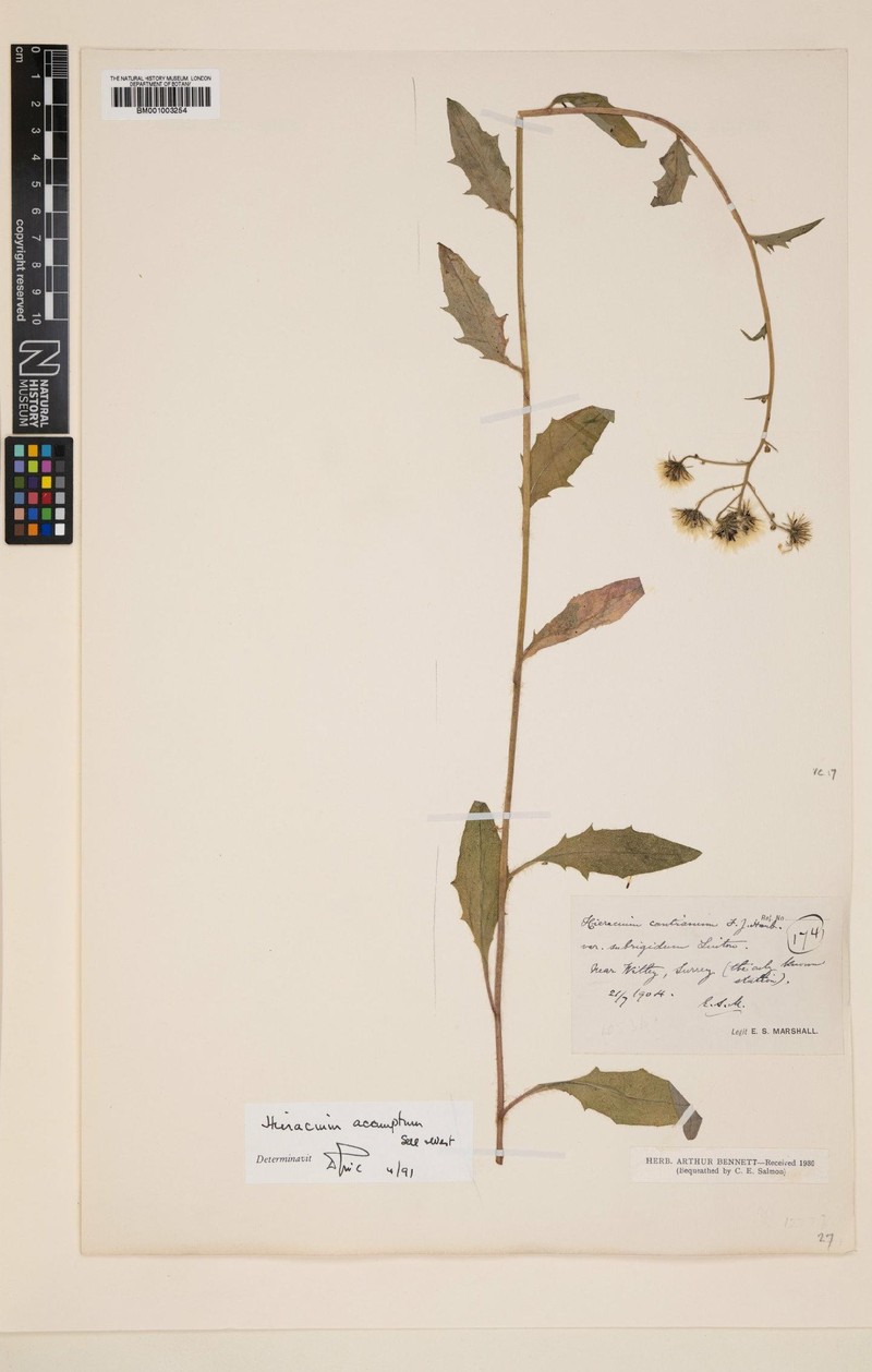 Hieracium acamptum