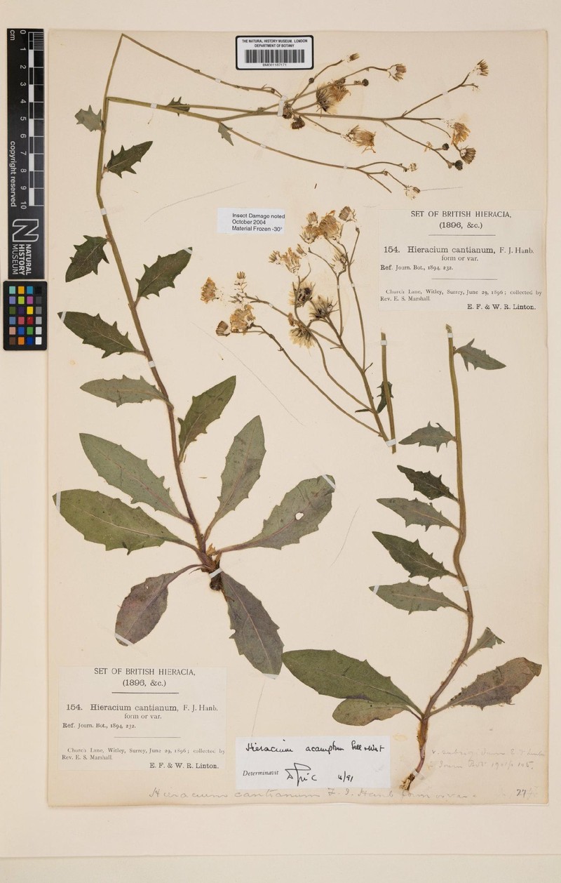Hieracium acamptum photo 2