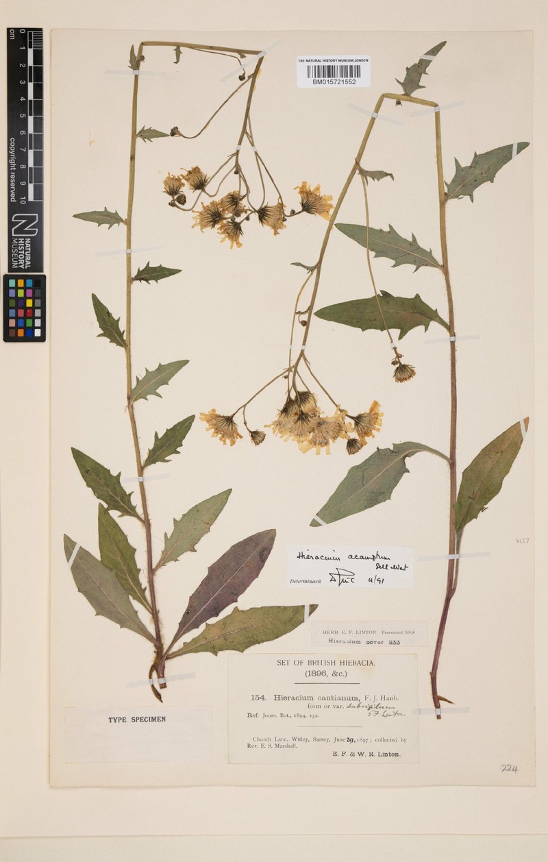 Hieracium acamptum photo 3