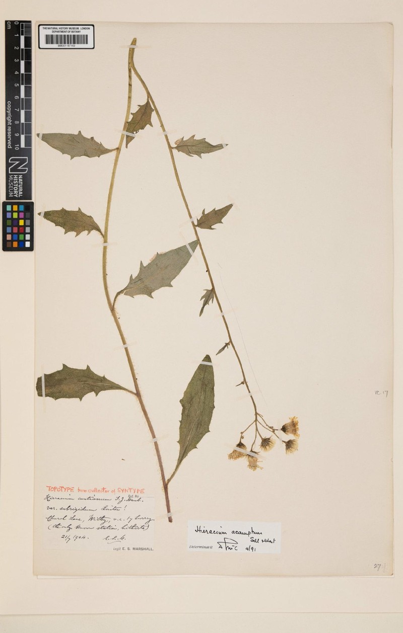 Hieracium acamptum photo 4