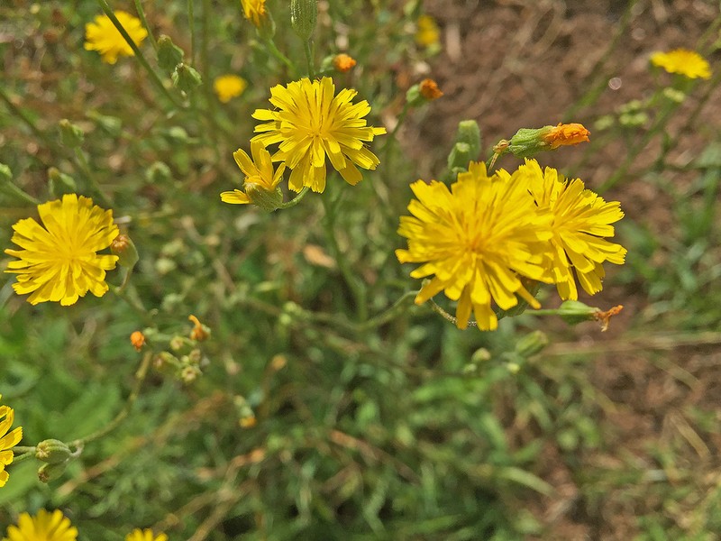 Hieracium achalense