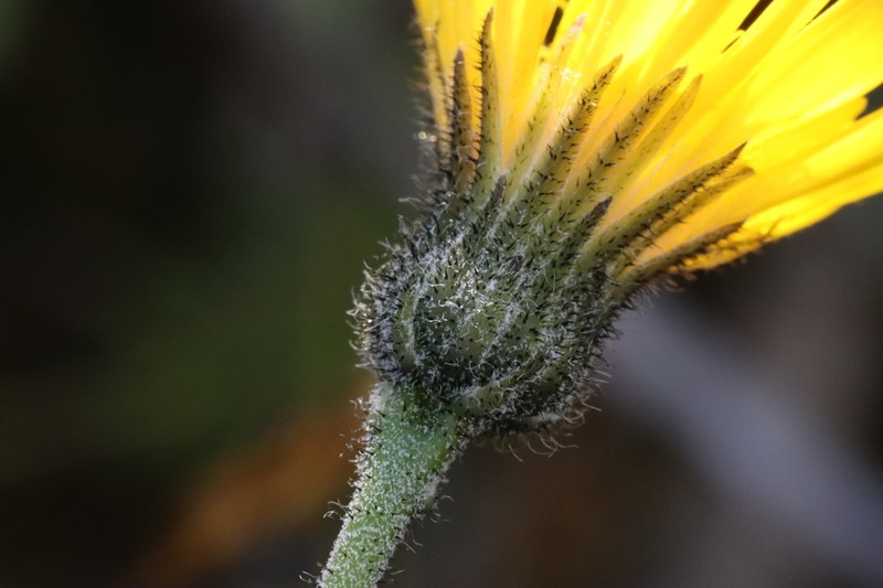 Hieracium acidotoides