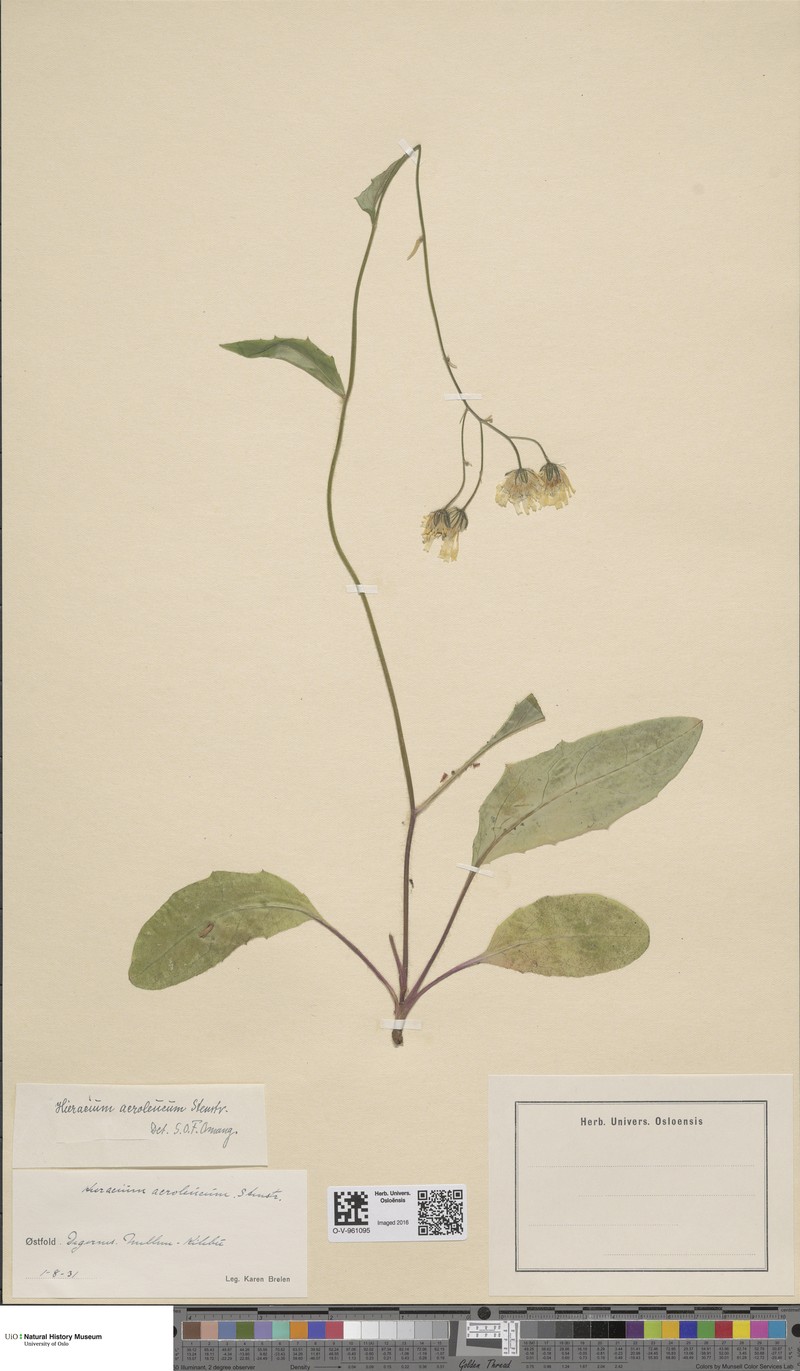 Hieracium acroleucoides
