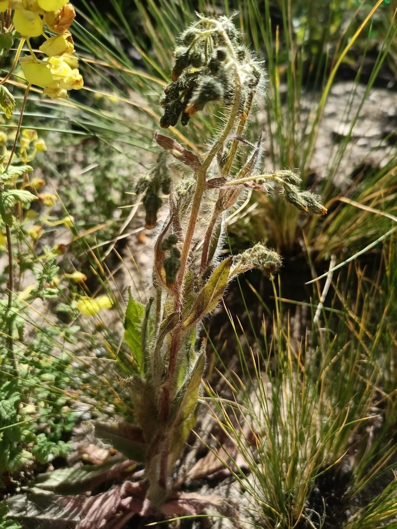 Hieracium adenocephalum