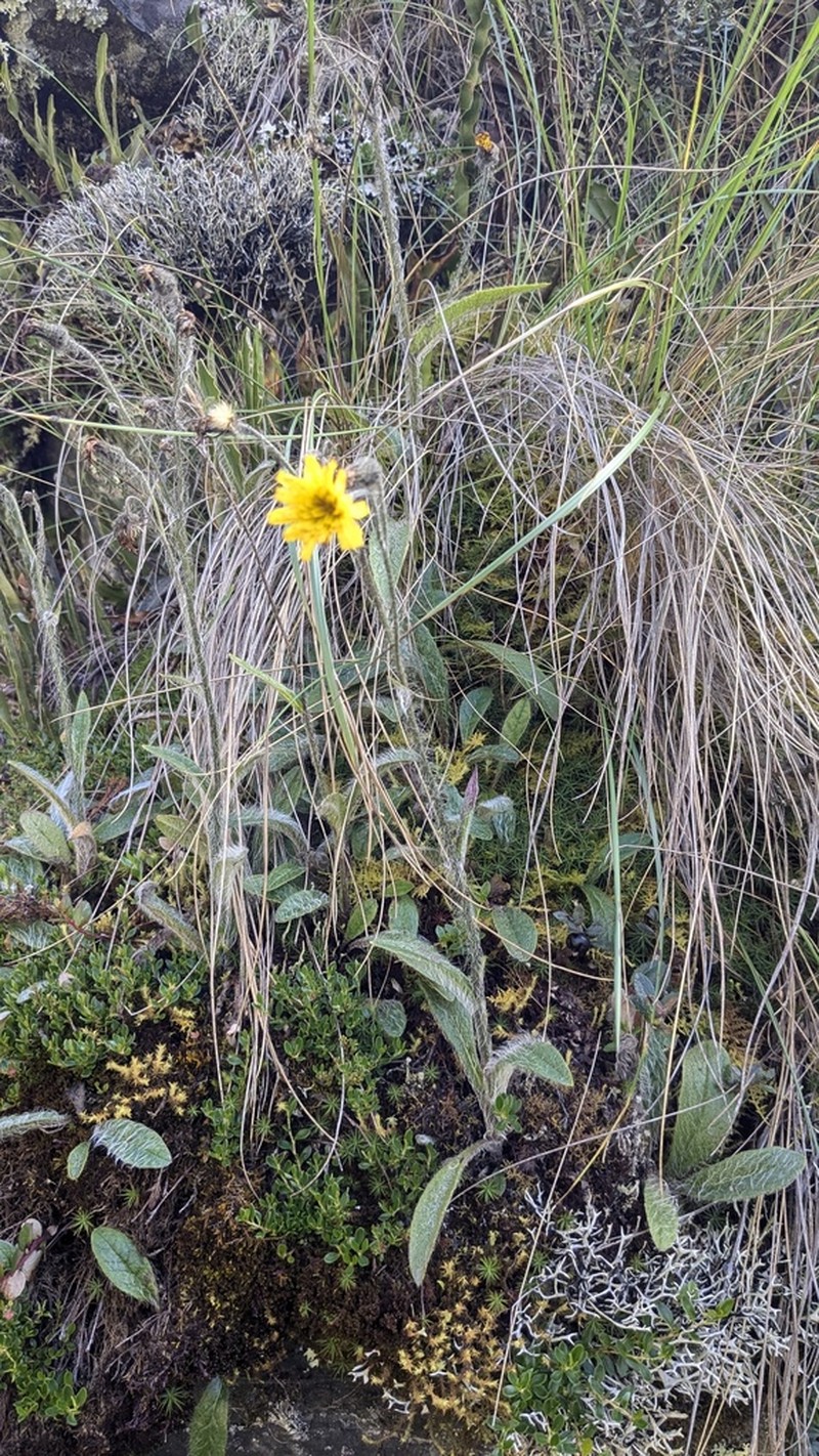 Hieracium adenocephalum photo 2