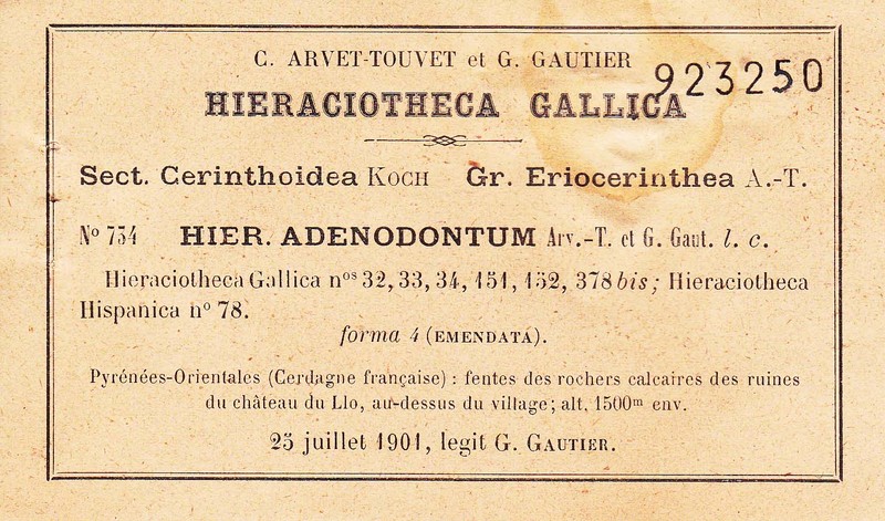 Hieracium adenodontum