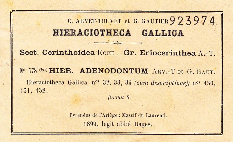 Hieracium adenodontum photo 2
