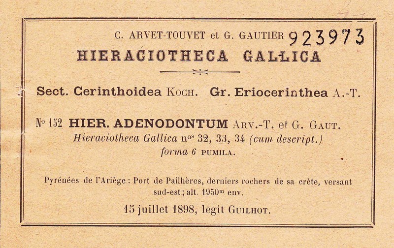 Hieracium adenodontum photo 3