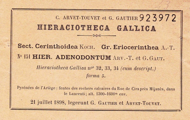 Hieracium adenodontum photo 4