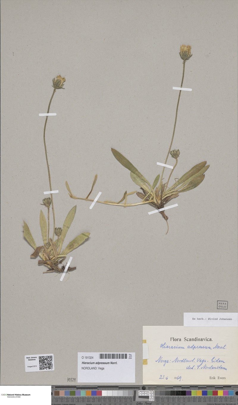 Hieracium adpressum