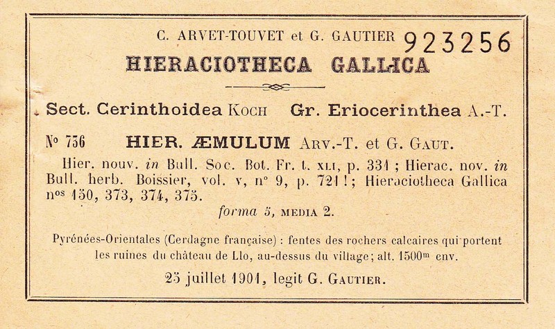 Hieracium aemulum