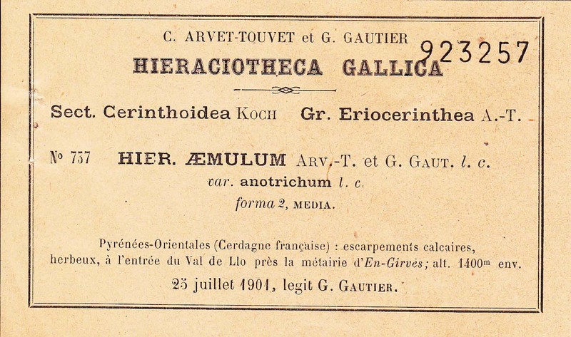 Hieracium aemulum photo 3