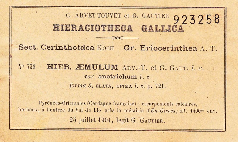 Hieracium aemulum photo 4