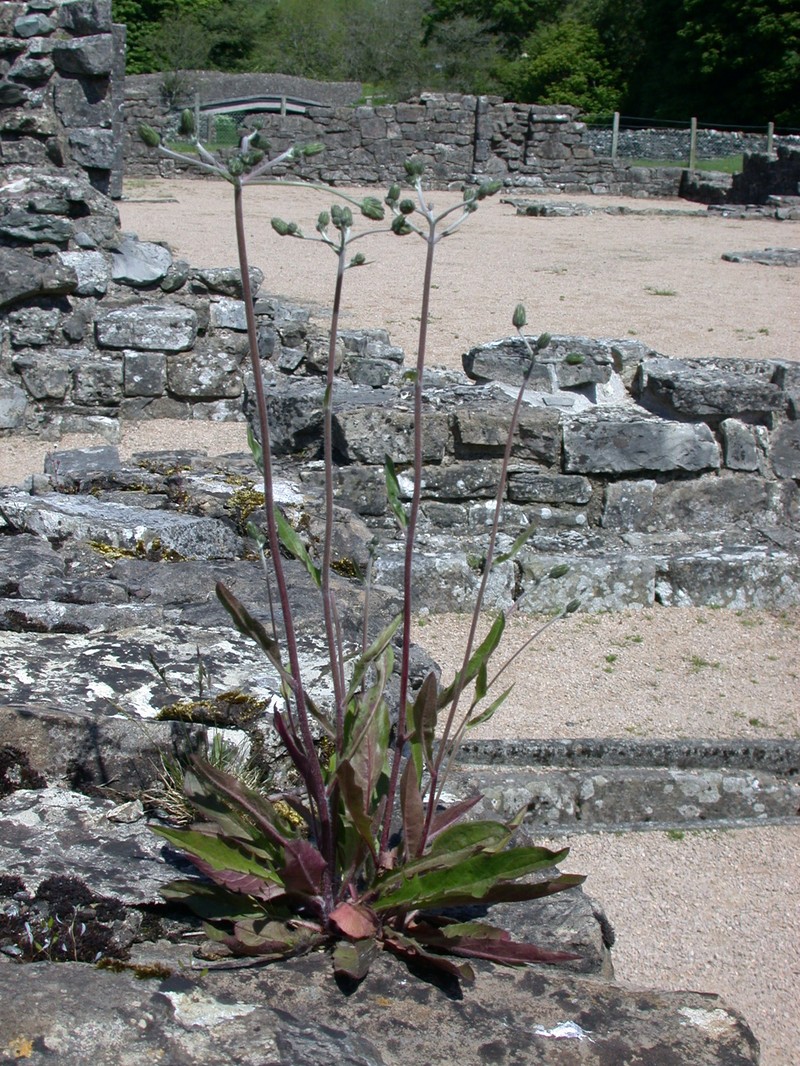 Hieracium aequiserratum