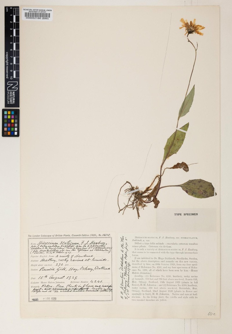 Hieracium aggregatifolium