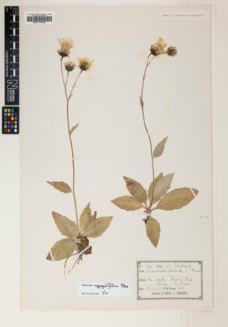 Hieracium aggregatifolium photo 2