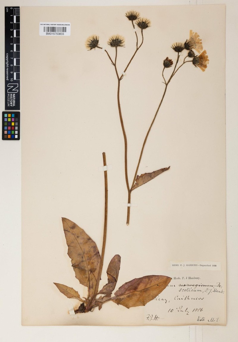 Hieracium aggregatifolium photo 3