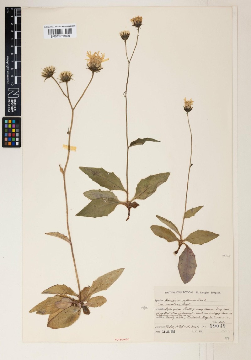 Hieracium aggregatifolium photo 4