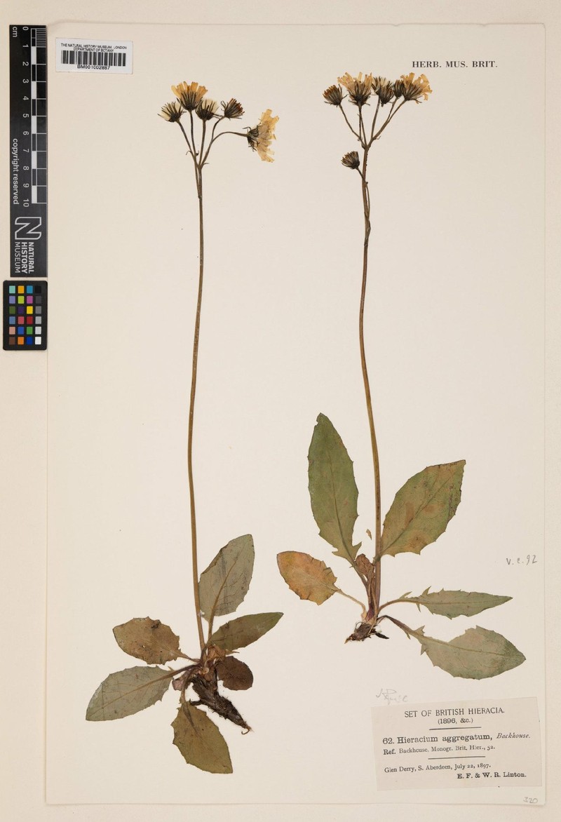 Hieracium aggregatum