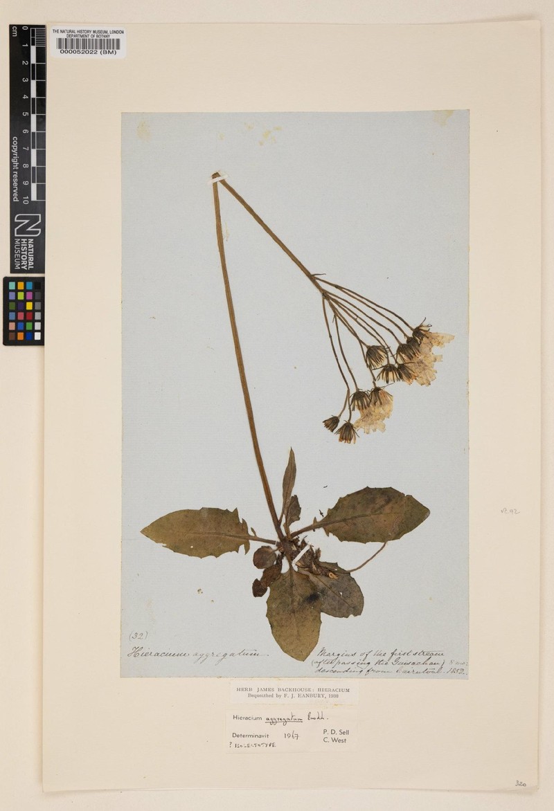 Hieracium aggregatum photo 2