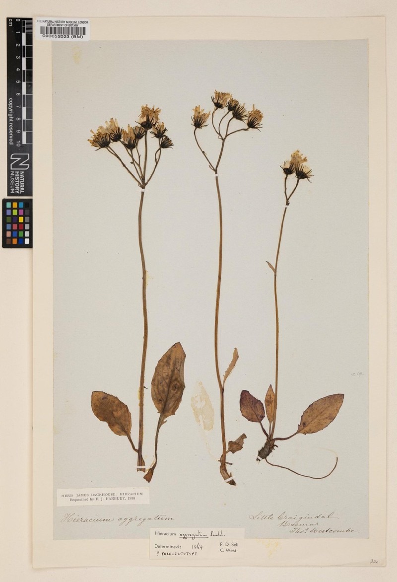 Hieracium aggregatum photo 3