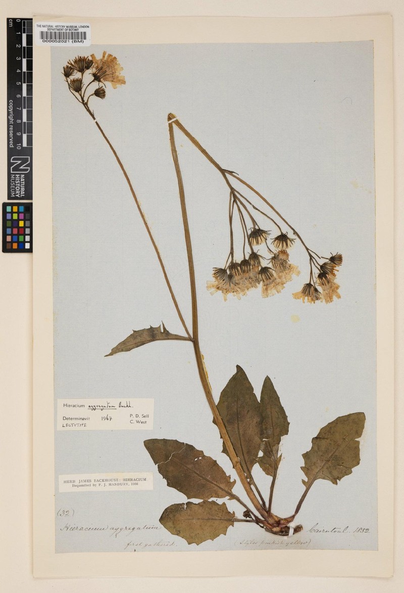 Hieracium aggregatum photo 4