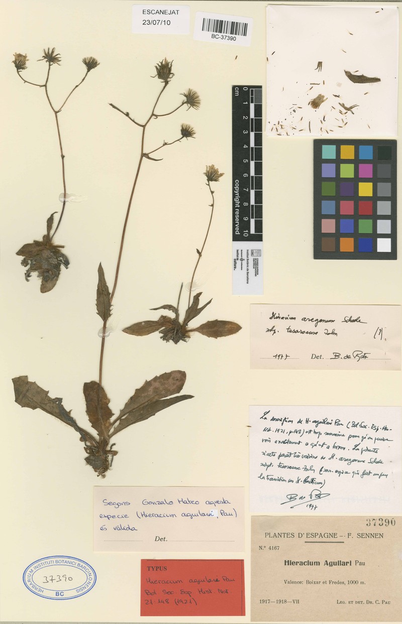 Hieracium aguilari