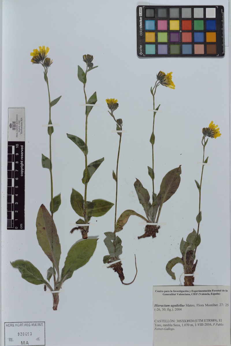 Hieracium aguilellae