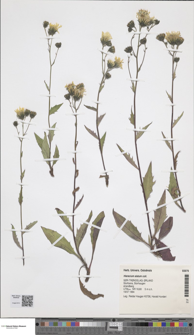 Hieracium alatum photo 2