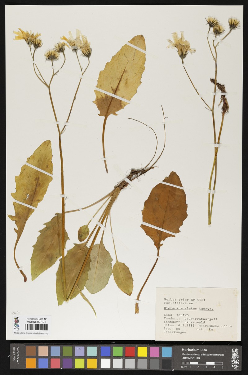 Hieracium alatum photo 3