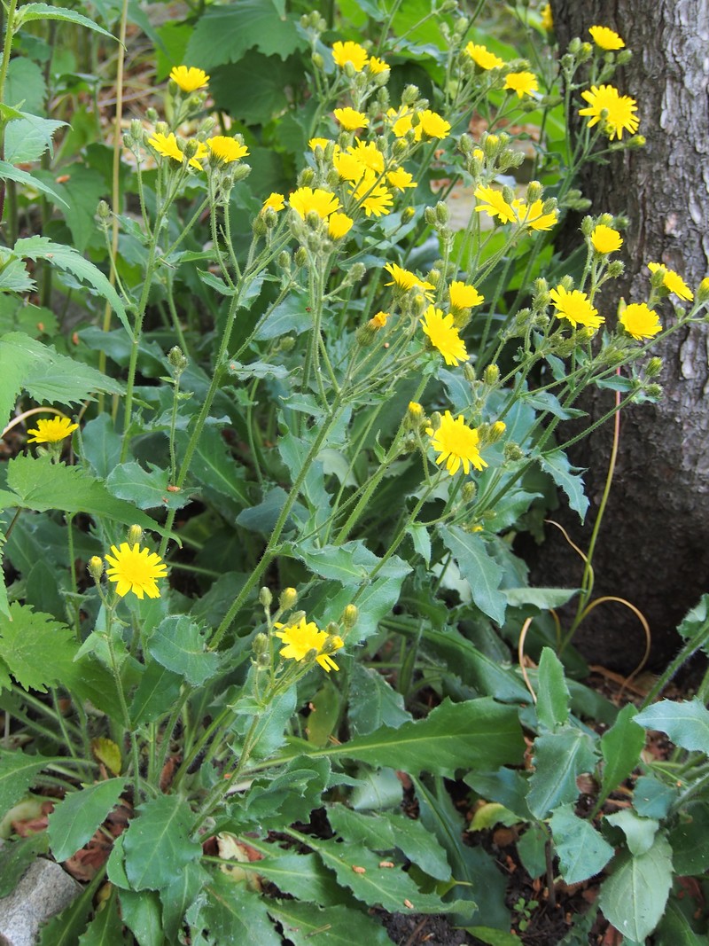 Hieracium alatum