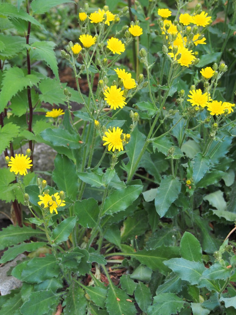 Hieracium alatum photo 4
