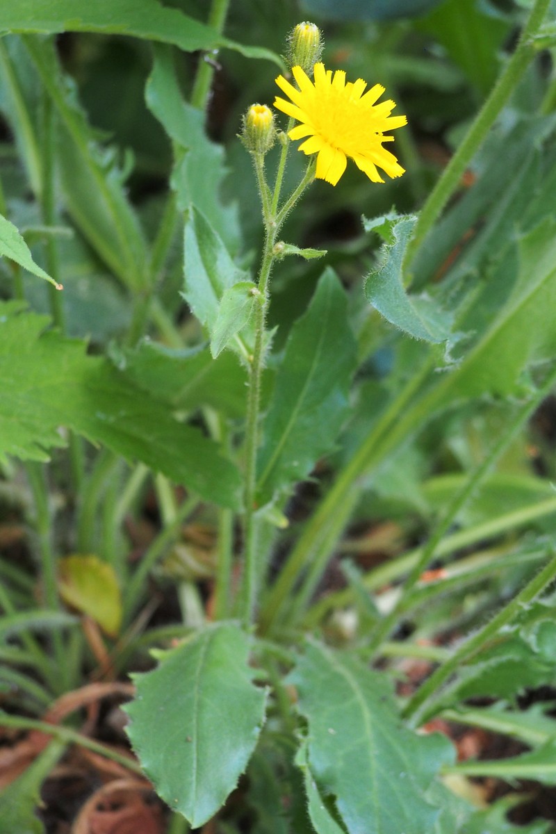 Hieracium alatum photo 5