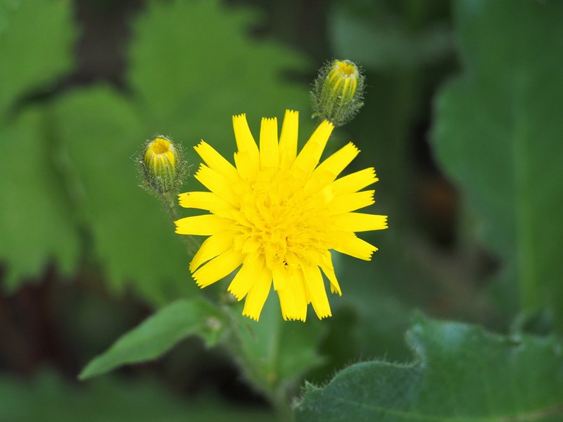 Hieracium alatum photo 6