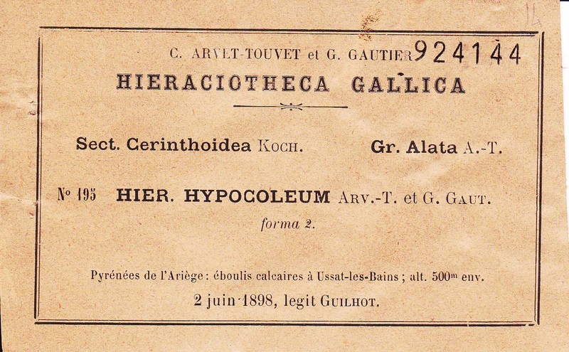 Hieracium alatum subsp. hypocoleum