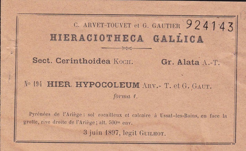 Hieracium alatum subsp. hypocoleum photo 2