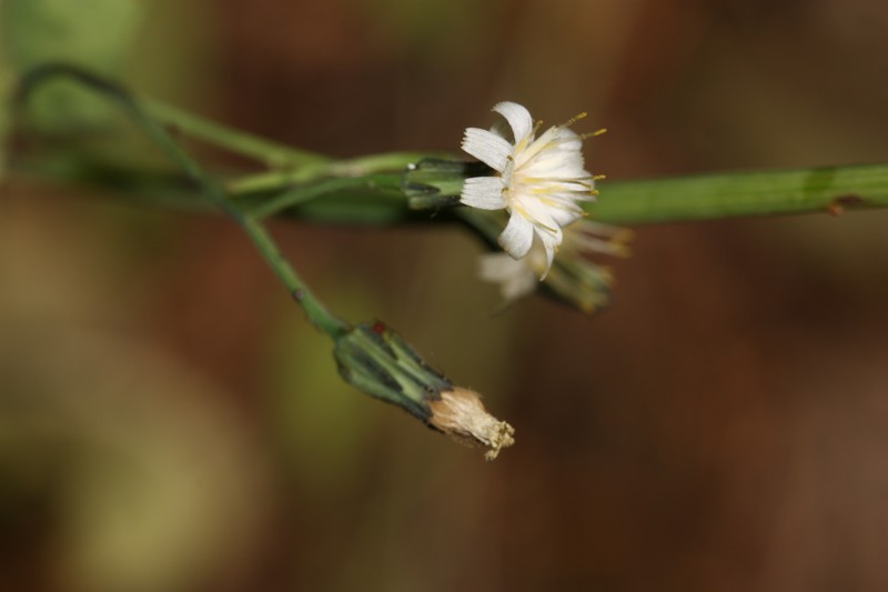 White Hawkweed photo 4