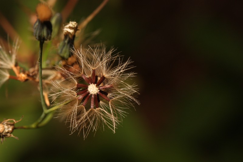 White Hawkweed photo 2