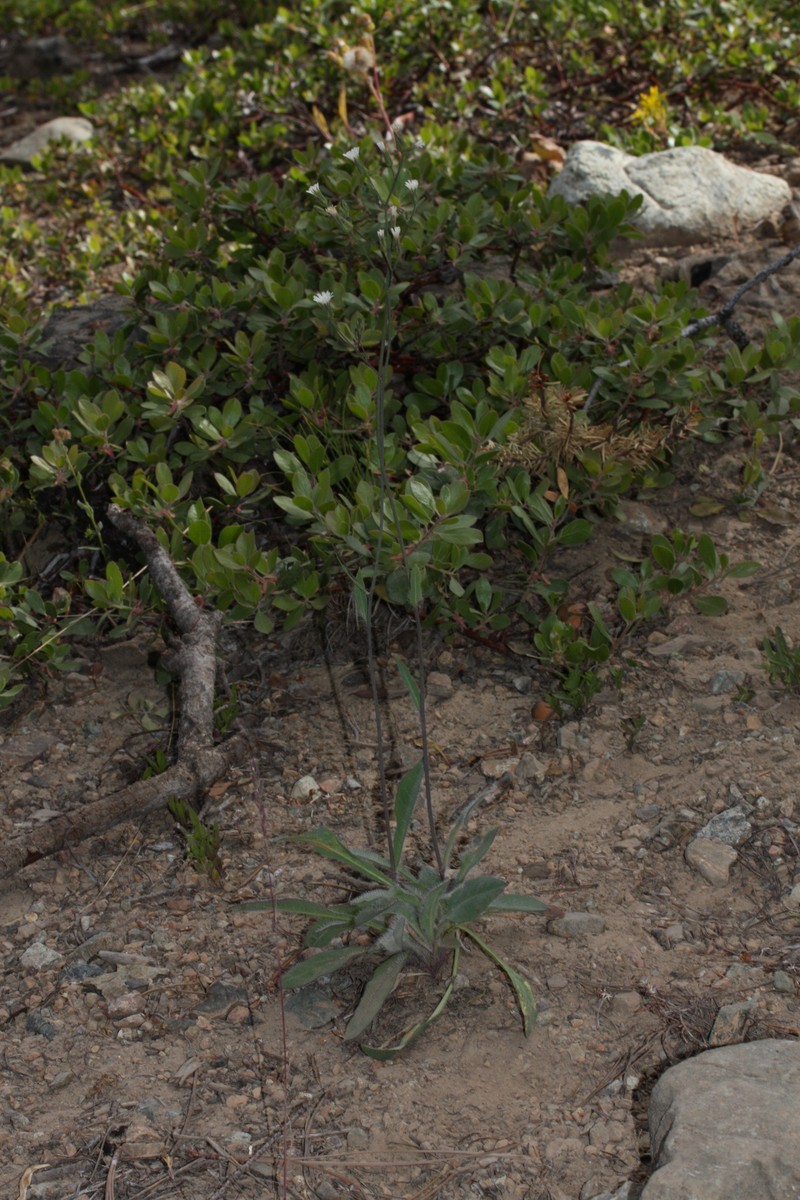White Hawkweed photo 3